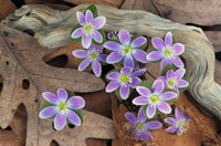 Hepatica Flowers Fine Art Print from Michigan by Panoramic Images