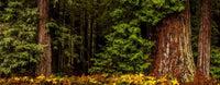 Giant Redwood Trees in Humboldt Redwoods State Park Fine Art Print