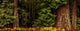 Giant Redwood Trees in Humboldt Redwoods State Park Fine Art Print
