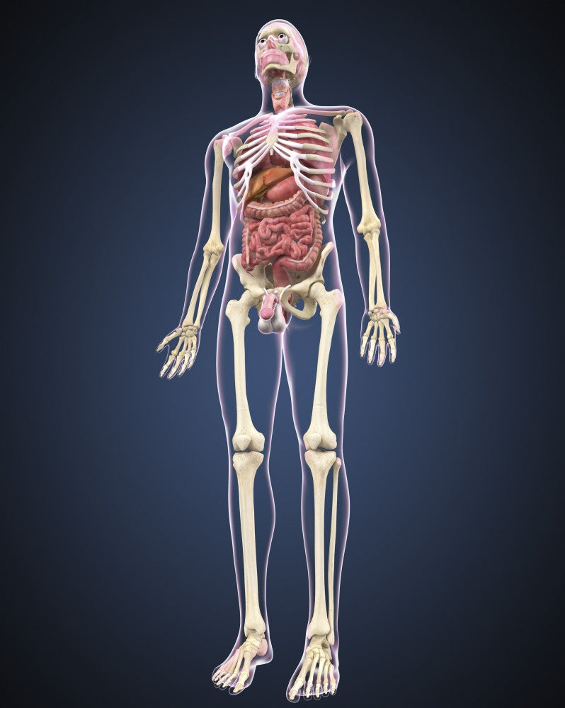 Full Length Male Human Body Anatomy Fine Art Print