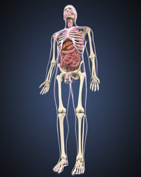 Full Length Male Human Body Anatomy Fine Art Print