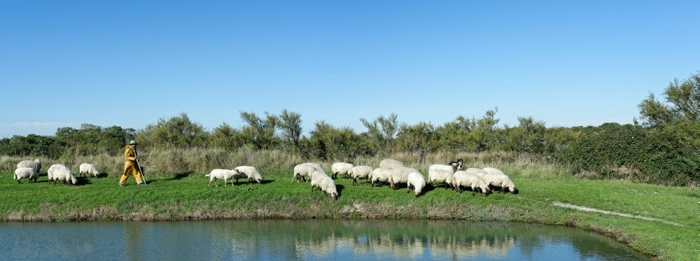 Shepherd and Flock of Sheep in Oleron, France Fine Art Print
