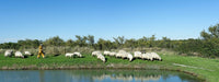 Shepherd and Flock of Sheep in Oleron, France Fine Art Print
