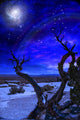 Desert Tree and Horizon Night Sky Fine Art Print by Bruce Rolff