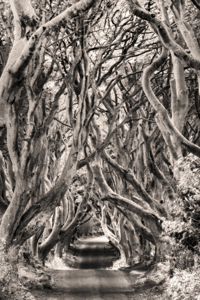 The Dark Hedges Fine Art Print by Chuck Haney - County Antrim