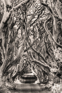 The Dark Hedges Fine Art Print by Chuck Haney - County Antrim