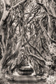 The Dark Hedges Fine Art Print by Chuck Haney - County Antrim