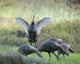 Hens and Gobblers - Osceola Wild Turkey Art Print by Maresa Pryor