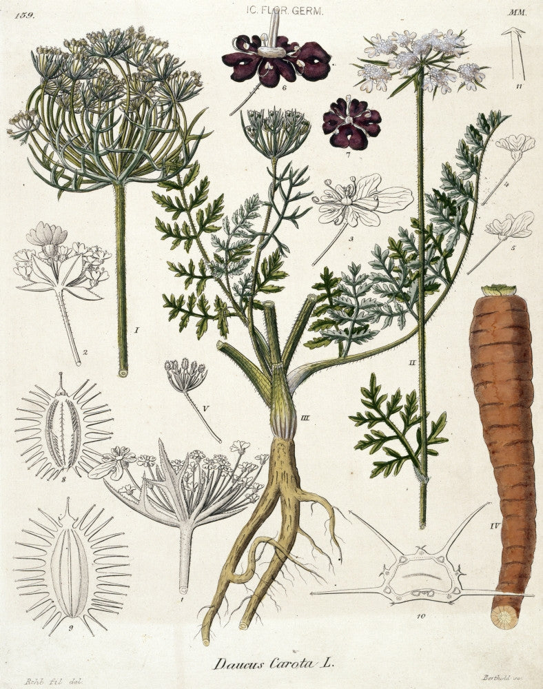 Daucus Carota Carrot Fine Art Print by Mary Evans