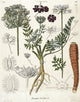 Daucus Carota Carrot Fine Art Print by Mary Evans
