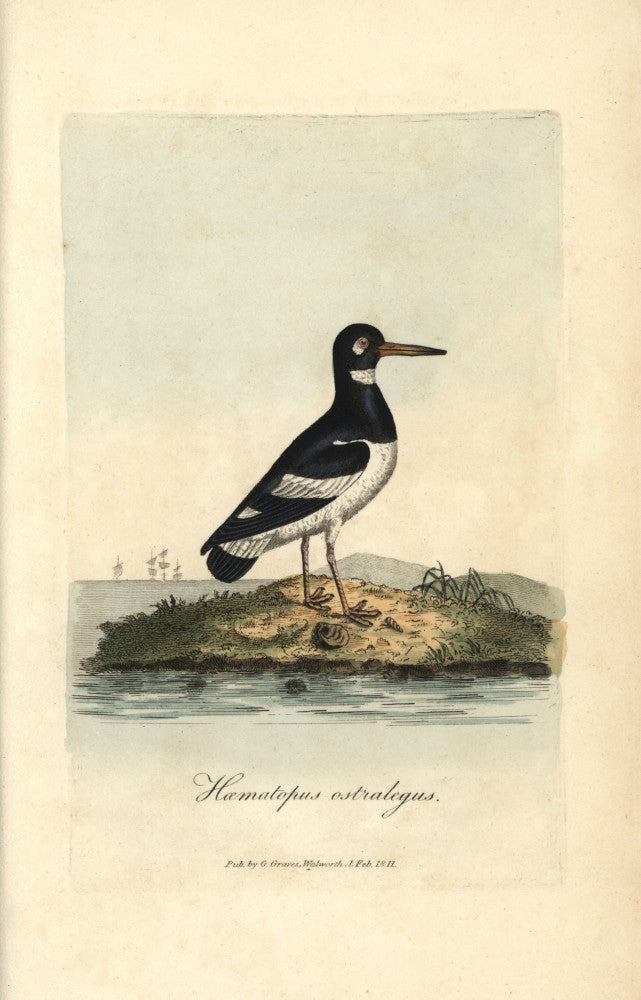 Pied Oystercatcher Haematopus Ostralegus Fine Art Print by Florilegius