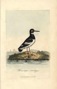 Pied Oystercatcher Haematopus Ostralegus Fine Art Print by Florilegius