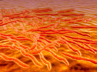 Microscopic View of Borrelia burgdorferi Fine Art Print