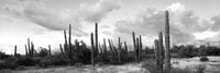 Cardon Cactus Forest Fine Art Print - Loreto, Baja California Sur