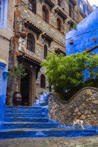 Chefchaouen, Morocco Cat Walking Down Steps Fine Art Print by Jolly Sienda