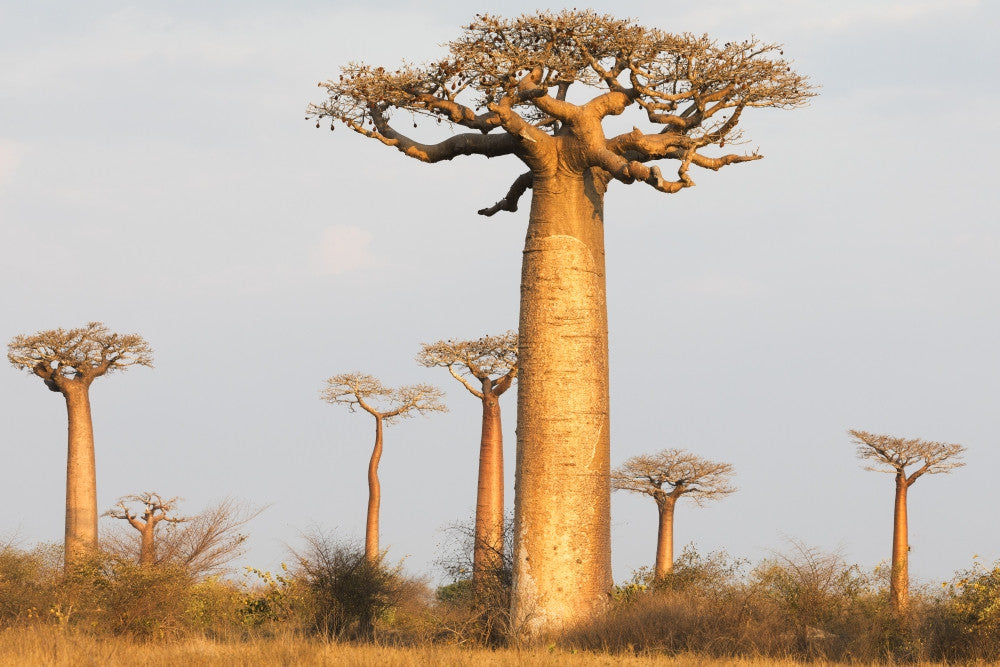 Madagascar Baobab Alley Fine Art Print by Ellen Goff