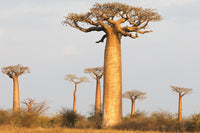 Madagascar Baobab Alley Fine Art Print by Ellen Goff