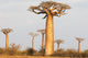 Madagascar Baobab Alley Fine Art Print by Ellen Goff