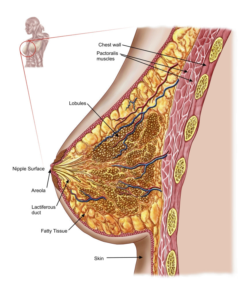 Anatomy of the Female Breast Fine Art Print - Various Sizes