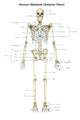Anterior View Human Skeletal System Poster Print by Alan Gesek