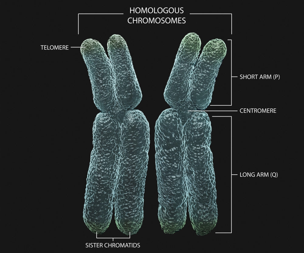 Homologous Chromosomes with Annotations Fine Art Print by Photon Illustration