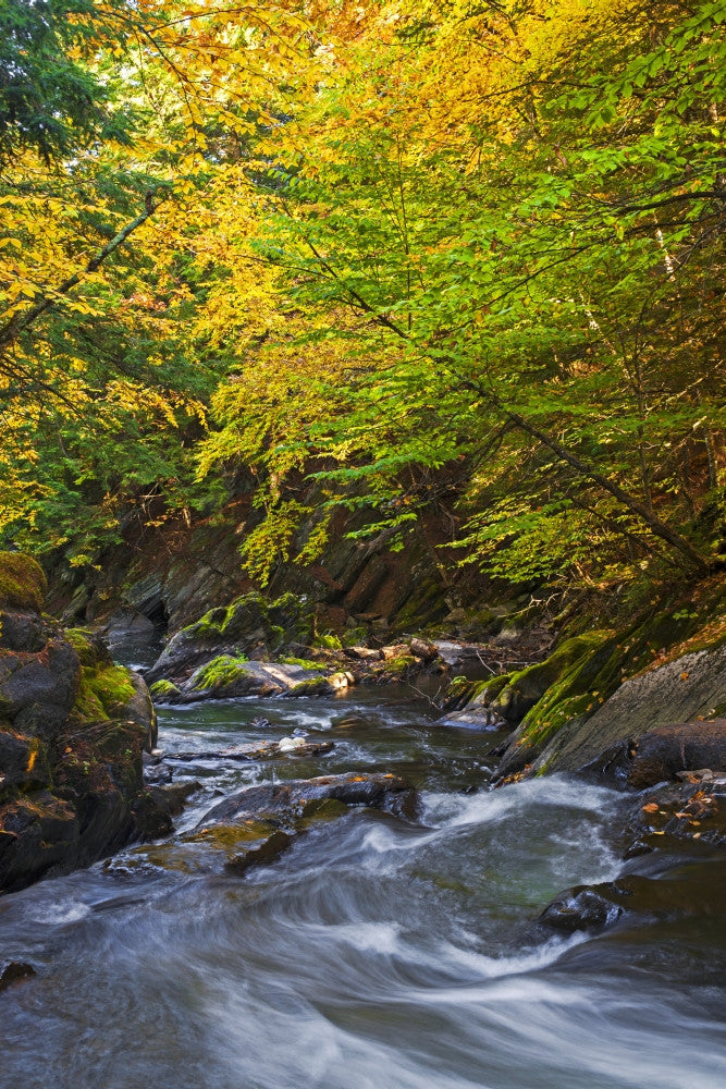 Autumn Stream and Colorful Trees Fine Art Print by David Chapman
