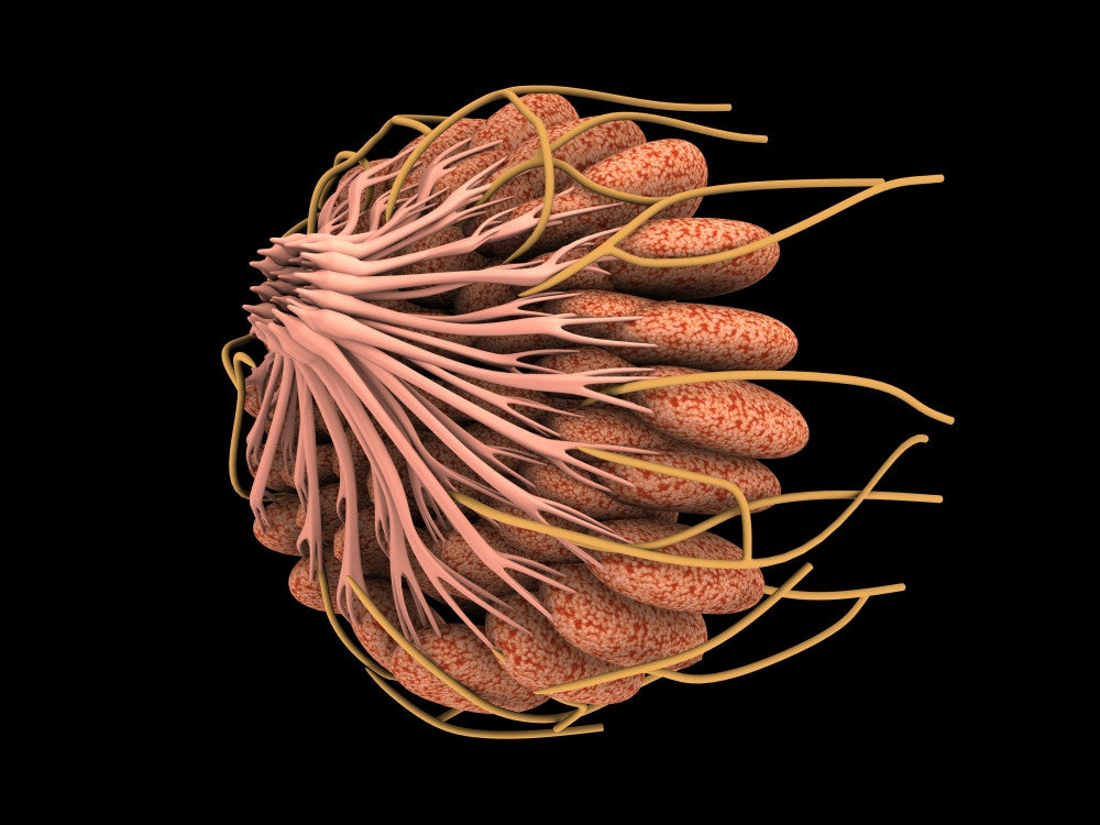 Conceptual Female Breast Anatomy Fine Art Print - Multiple Sizes