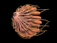Conceptual Female Breast Anatomy Fine Art Print - Multiple Sizes