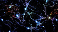 Neurons Brain Cells with Electrical Firing Fine Art Print by Bruce Rolff