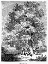 Sugar-Maple Tree 19th Century Wood Engraving Print by Granger Collection