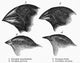 Darwin's Galapagos Finches Fine Art Print by Granger Collection