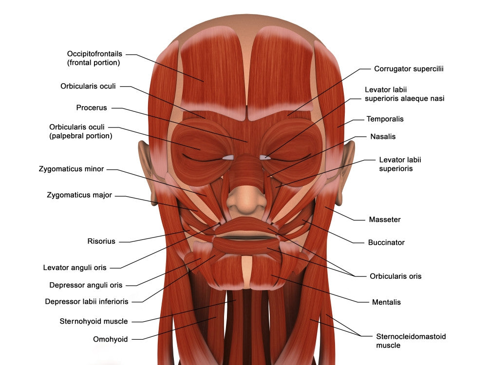 Facial Muscles of the Human Head Poster Print - StockTrek Images