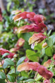 Shrimp Plant Fine Art Print by Lisa Engelbrecht - Florida, USA