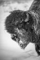 Snowy Bull Wood Bison Fine Art Print by Doug Lindstrand