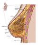 Anatomy of the Female Breast Fine Art Print - Various Sizes