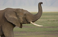 Close-Up African Elephant Print - Ngorongoro Crater, Tanzania by Panoramic Images