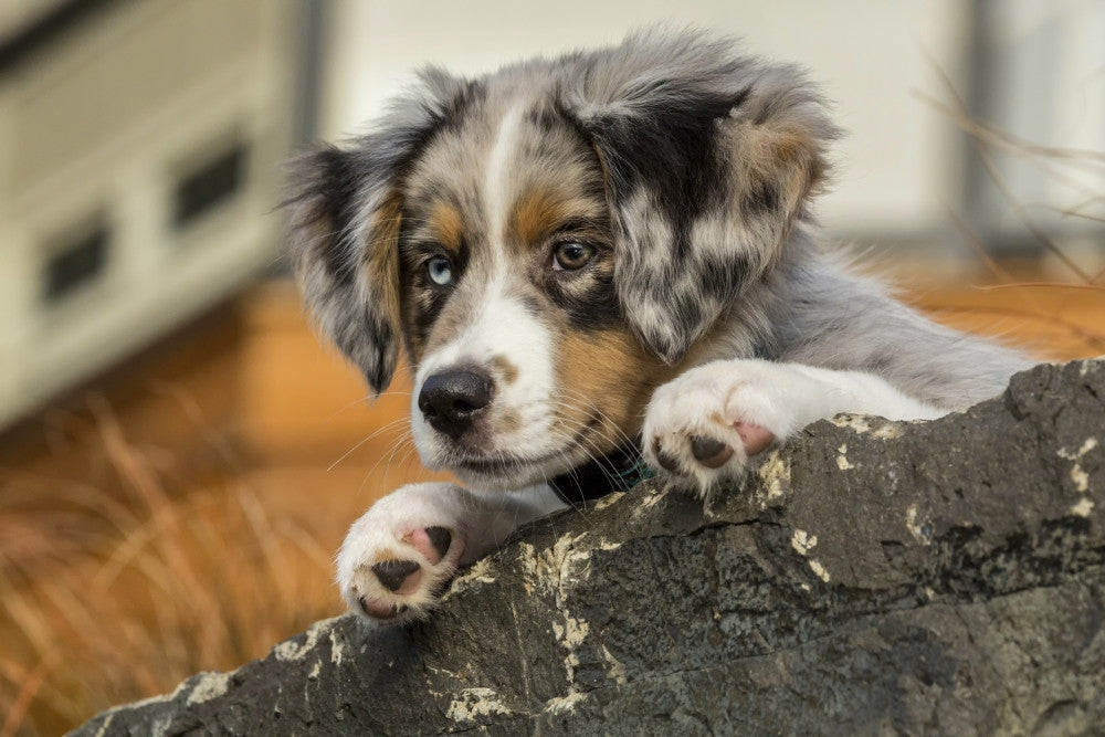 Blue Merle Australian Shepherd Puppy Art Print by Janet Horton