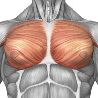 Anatomy of Male Pectoral Muscles Fine Art Print