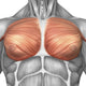 Anatomy of Male Pectoral Muscles Fine Art Print