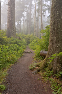 Footpath in Foggy Forest Art Print by Panoramic Images