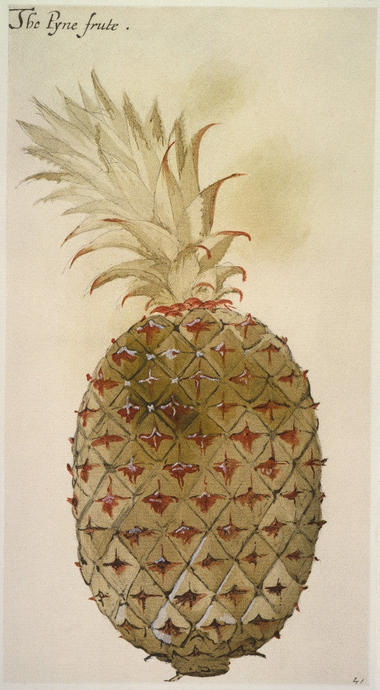 Botany: Pineapple Watercolor Art Print by John White