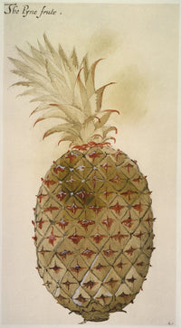 Botany: Pineapple Watercolor Art Print by John White