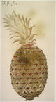 Botany: Pineapple Watercolor Art Print by John White
