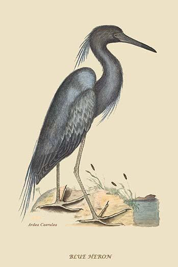 Blue Heron Fine Art Print by Catesby Catesby - Vintage Reproduction