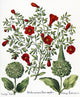 Hortus Eystettensis Botanical Engraving Print by Basilius Besler