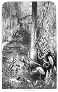 Florida Swamp 19th Century Engraving Fine Art Print by Granger Collection