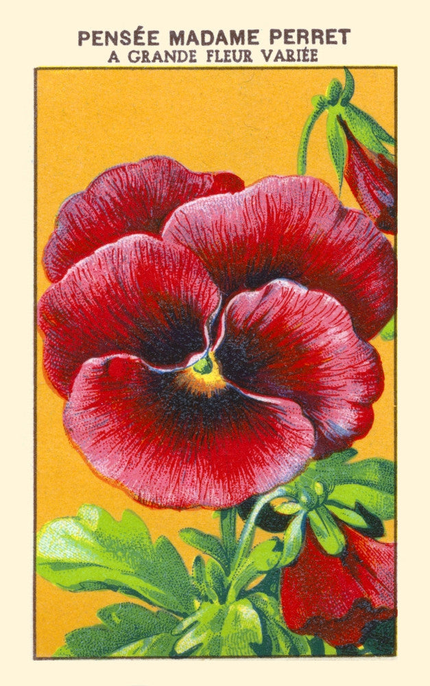 Madame Perret Pansies Fine Art Print - Available in Multiple Sizes
