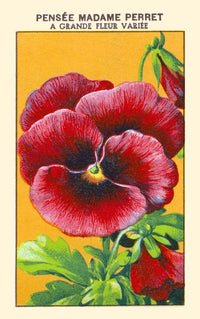 Madame Perret Pansies Fine Art Print - Available in Multiple Sizes