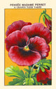 Madame Perret Pansies Fine Art Print - Available in Multiple Sizes