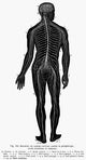 19th Century French Drawing of the Human Nervous System Poster Print
